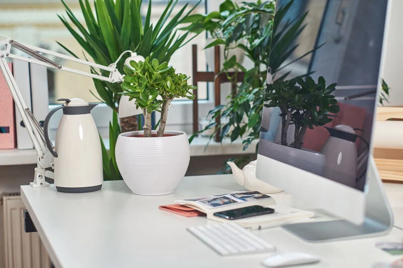 Modern bright office with computer on the table with plants, kettle, mobile phone, and keyboard.