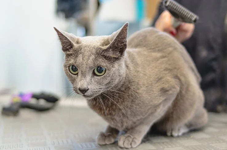 Cat on table being groomed